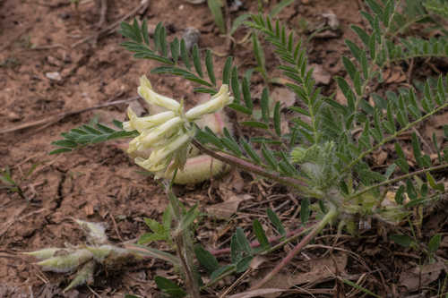 Astragalus tennesseensis #1